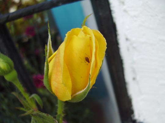  DIANA MAYO [Nerja-Málaga] _ un ocupa en mi balcón 