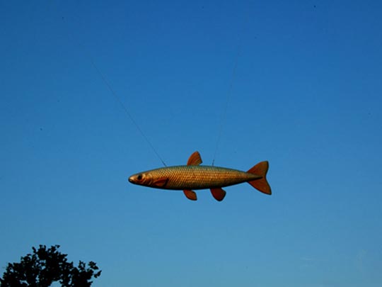  ELISABET GOLERONS [L'Hospitalet de Llobregat-Barcelona] _ un pez harto de nadar... ¡y voló! 