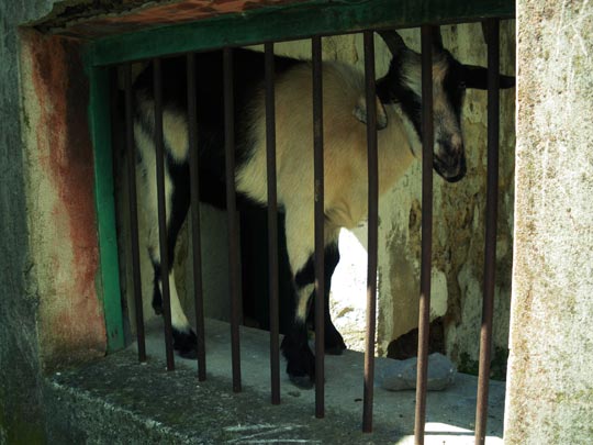  GEMA  TEROL [Almería] _ una cabra entre rejas 