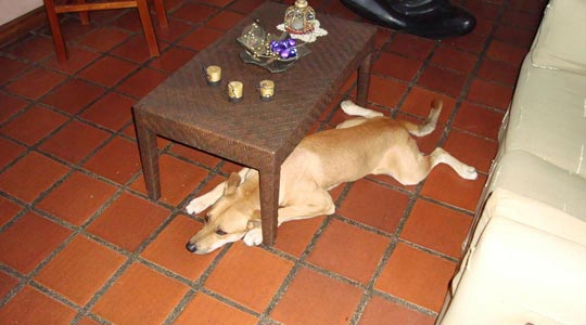  RAFAEL OLLARVES [Valencia-Venezuela] _ underdog 