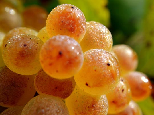  ANGELA LLOP [Torrelles de Foix-Barcelona] _ uva xarel.lo 2011 