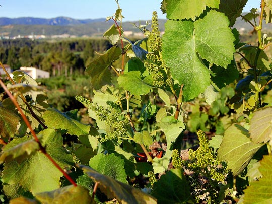  ANGELA LLOP [Torrelles de Foix-Barcelona] _ uvas, vid, cosecha 