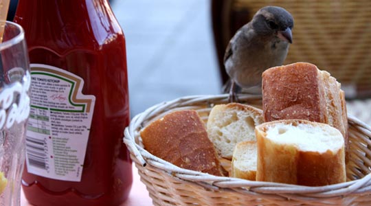  OLGA COLA [Madrid] _ vale, menú para dos 