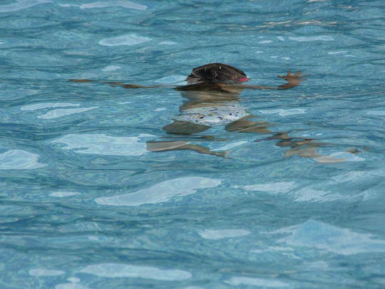  JAVIER LEKUONA [Vitoria-Gasteiz-Álava] _ verano azul 