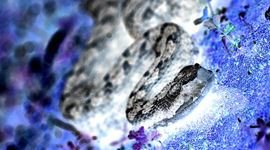  DANIEL GOMEZ [Alcorcón-Madrid] _ víbora ¿negativo? 