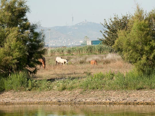  JOSE PALOMO [Sant Boi de Llobregat-Barcelona] _ vida frente al asfalto 