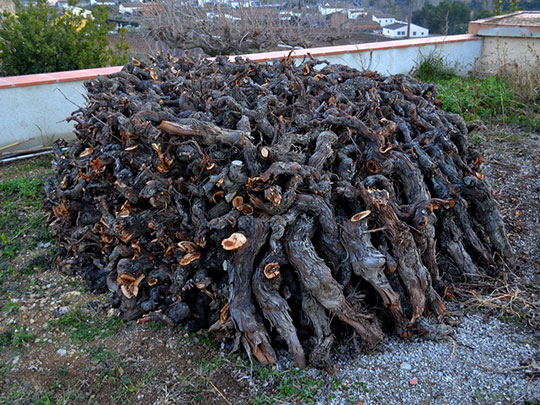  ANGELA LLOP [Torrelles de Foix-Barcelona] _ vides 