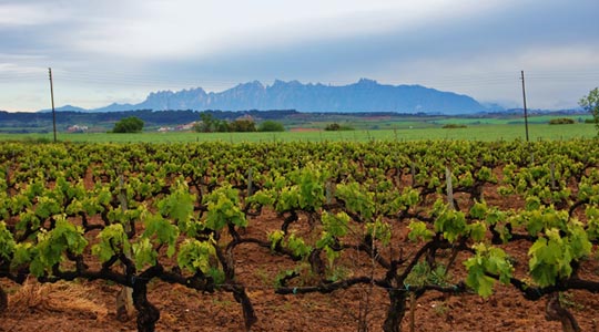  MARIA ROSA FERRE [Vilafranca del Penedès-Barcelona] _ viñas al pie de montserrat 