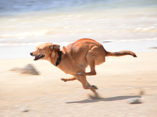  LUIS CAPPELLINI [Las Palmas -Las Palmas] _ x patas 