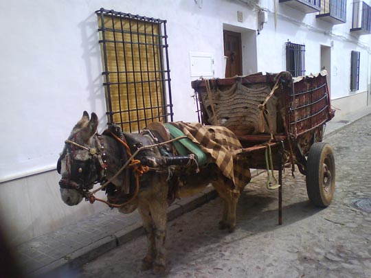  ALEJANDRA VÁZQUEZ [Oviedo-Asturias] _ y a mi qué, si sube la gasolina 