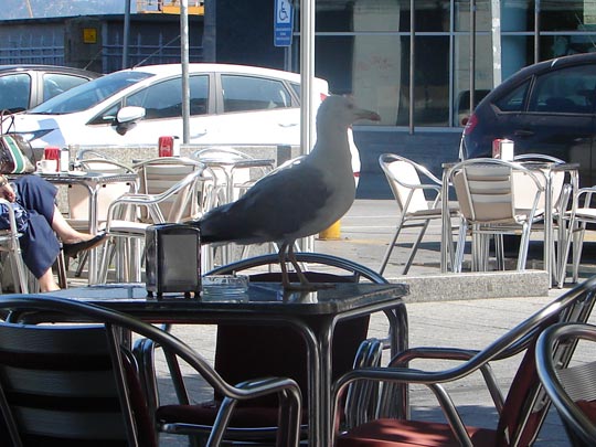  SILVIA ESTEVE VIVES [Sant Cugat-Barcelona] _ ¿y esas bravas? 