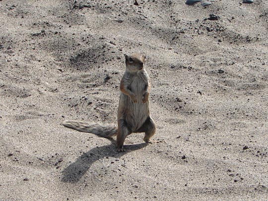  SILVIA ESTEVE [Sant Cugat del Vallès-Barcelona] _ y tú qué miras 