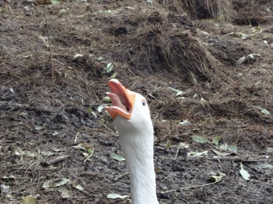  ARIANA SANTAMARIA [Villaviciosa-Asturias] _ ¿ya es navidad? 