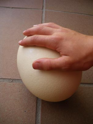  PAU ARENÓS _ avestruz (1) 