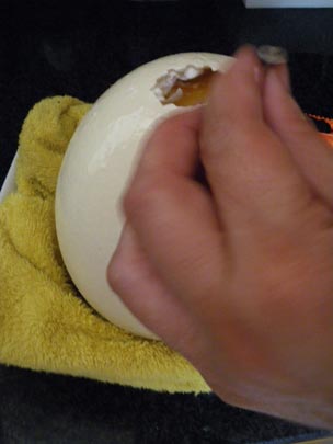  PAU ARENÓS _ avestruz (2) 