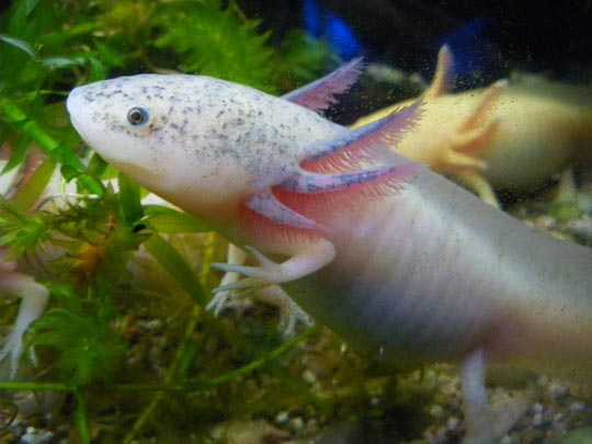  PAU ARENÓS _ axolotl, un cuento de cortázar 