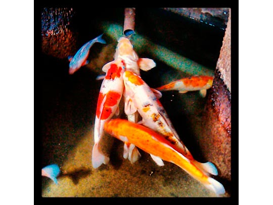  PAU ARENÓS _ beben y beben y vuelven a beber 