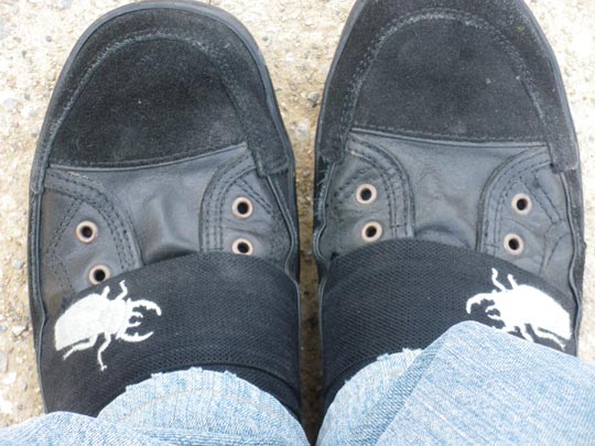  PAU ARENÓS _ bichos 