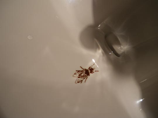  PAU ARENÓS _ camarero, hay una mosca en mi lavabo 