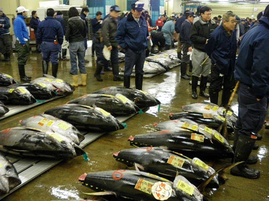  PAU ARENÓS _ cinco de la mañana en el mercado de tsukiji 