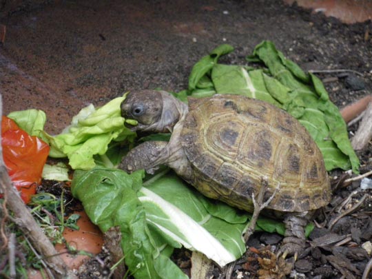  PAU ARENÓS _ closqui 
