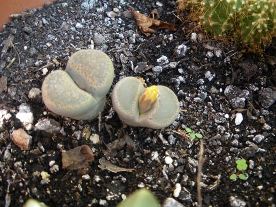  PAU ARENÓS _ dumbo, enterrado 