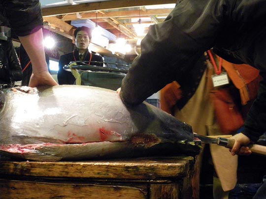  PAU ARENÓS _ el samurai del atún 