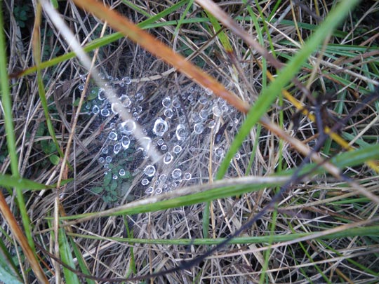  PAU ARENÓS _ joyas en el bosque 