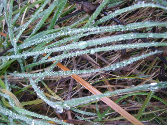  PAU ARENÓS _ joyas en el bosque 