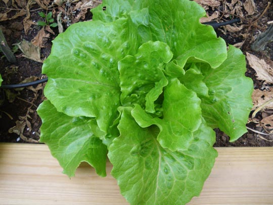  PAU ARENÓS _ lechuga en la terraza 