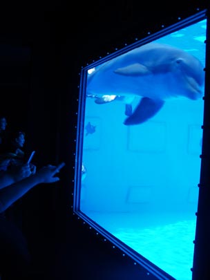  PAU ARENÓS _ otro verano azul 