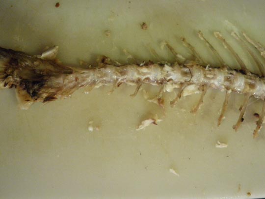  PAU ARENÓS _ this is the end 