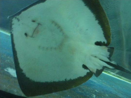  PAU ARENÓS _ una cometa 