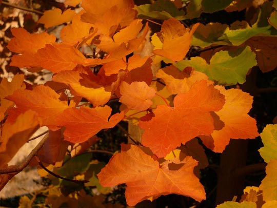  ARACELI SEGARRA _ sinfonía de dorados 