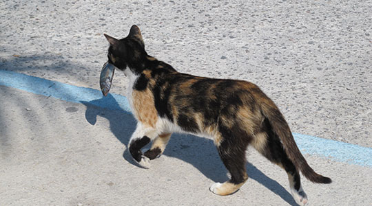  ANA SANCHEZ _ alguien se llevó el gato al agua 