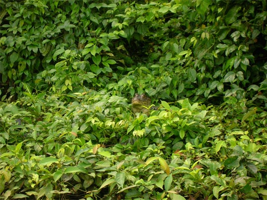  ANA SANCHEZ _ caimán de camuflaje 