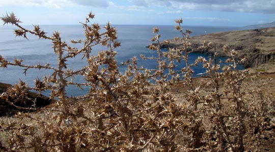  ANA SANCHEZ _ cardos no borriqueros 