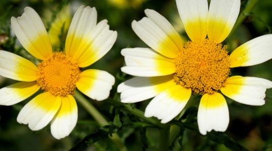  ANA SANCHEZ _ como dos soles 