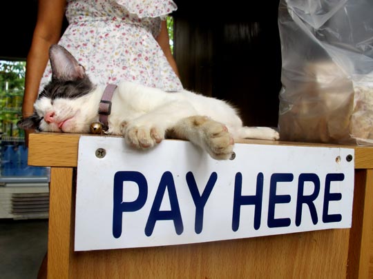  ANA SANCHEZ _ dando gato por liebre 