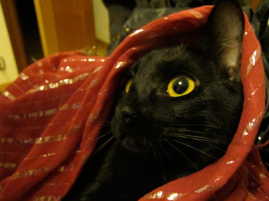  ANA SANCHEZ _ de oreja 