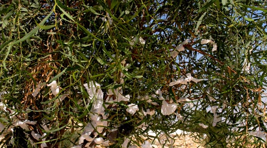  ANA SANCHEZ _ deseos 