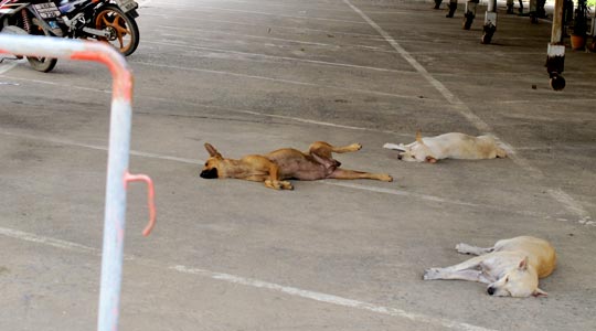  ANA SANCHEZ _ durmiendo a pierna suelta 