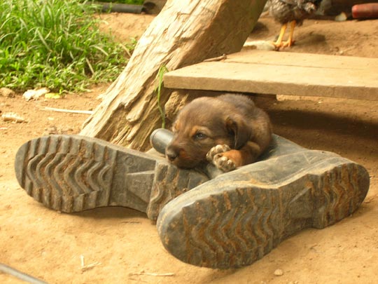  ANA SANCHEZ _ el perro con botas 