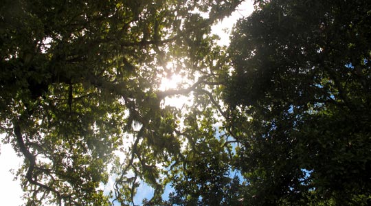  ANA SANCHEZ _ entre copas 