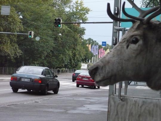  ANA SANCHEZ _ finlandia 