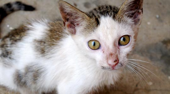  ANA SANCHEZ _ gato africano 