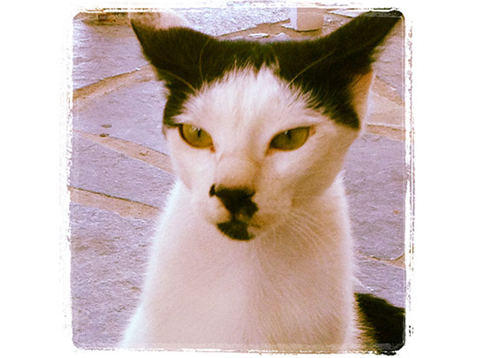  ANA SANCHEZ _ un gato dictador 