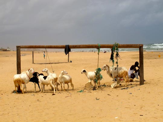  ANA SANCHEZ _ ¿la cabra siempre tira al monte? 