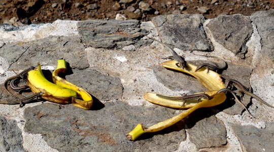  ANA SANCHEZ _ lagartijas aplatanadas 