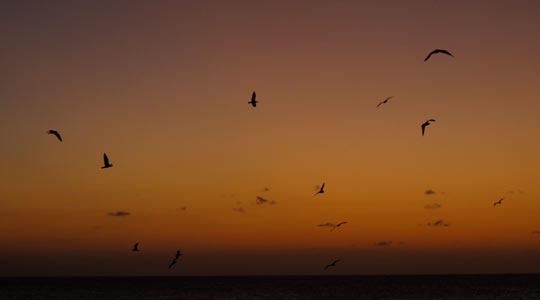  ANA SANCHEZ _ más vale pájaro en mano 